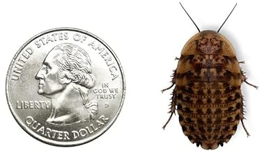 Dubia.com 50 Extra Large 1+ Discoid Roaches Live, Feeder Insect for Reptiles & Amphibians, NutrientRich Roach Bug, Manageable Size, Easy Care, Hardy Nature and No Odors