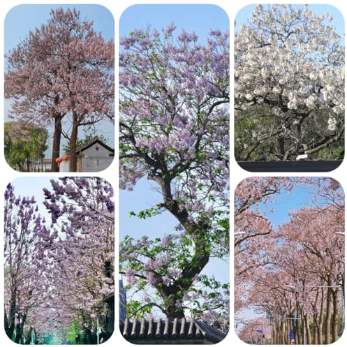 semi di paulonia biologici vecchie varietà, acquisto paulownia, paulownia tomentosa, resistenti balcone, 100pcs