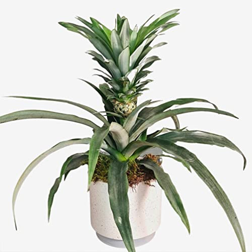 Pineapple Plant – Exotic Flowering Indoor Houseplant – Air-Purifying Greenery for Home & Office Decor