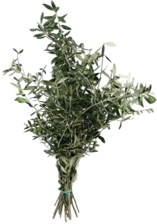 Ramo Ornamental de Olivo Natural para Ambientes Naturales | DECOALIVE