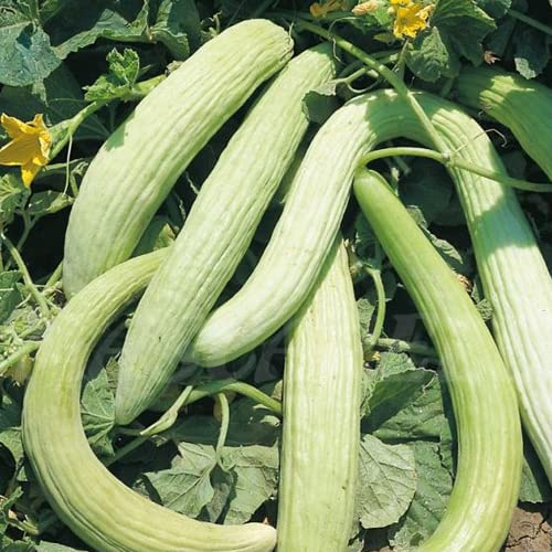 Graines de concombre Alficoz concombre long espagnol concombre salade goût doux peu amer productif semences potager serre jardin pot Love My Nature