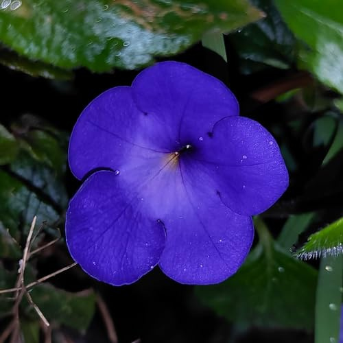 Achimenes Schiefteller  Cattleya  (blau) 5 Rhizome/Knollen