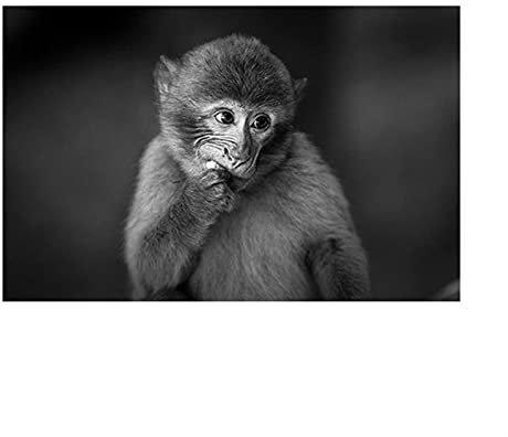 Cuadro en lienzo para pared pintura en lienzo de monos bonitos en blanco y negro impresiones modernas de animales y carteles Decoracion del hogar para Salon de estar y dormitorio 40x60cm Sin Marco