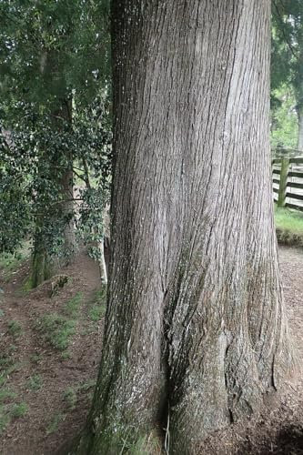 30 semi di Cedro Bianco, Cedro di Goa, Cipresso Messicano - (Cupressus Lusitanica)
