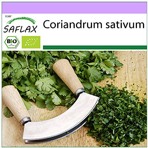 SAFLAX - Ekologiskt - Koriander - 150 Frön - Coriandrum sativum