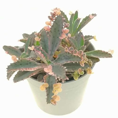 Kalanchoe Daigremontiana Planta Terapéutica Alivia tus Dolencias con esta Maravillosa Planta Viva
