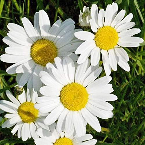 Welldales 50 English Daisy Seeds Chrysanthemum Flowers UK Giant Hardy Perennial Plants