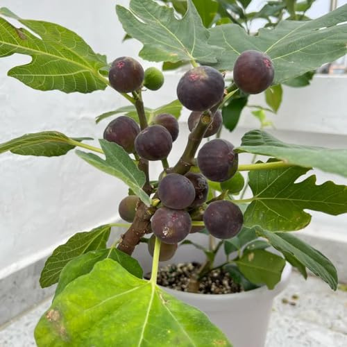 feigenbaum - obstbaum indoor garten säulenobstbäume zimmerpflanze topfpflanzen draußen winterhart bio winterharte kübelpflanzen gewächshaus balkon winterharte stauden mehrjährig 450samen