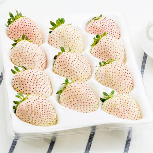 Fragole giapponese gigante bianca 10 semi semi freschi