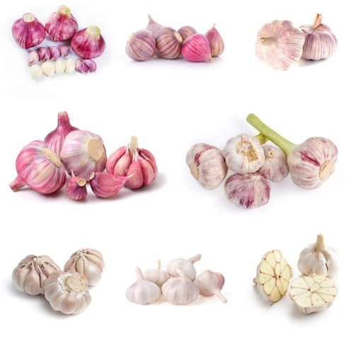 Semillas de ajo, de jardín Semillas de variedades antiguas 250pcs