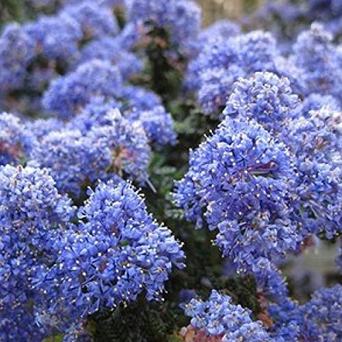 Säckelblume 'Burkwoodii' - Ceanothus 'Burkwoodii' - 30-40 cm Topf - Blaue Blüten, bienenfreundlich