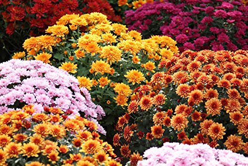 Buy4seeds Garden Mum Mix - 140 Seeds - Chrysanthemum indicum - Perennial Long Flowering Easy to Garden Yard Patio and Useful for Gifts