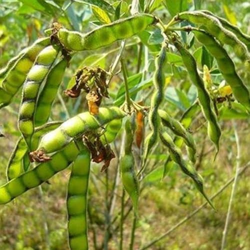 comprar semillas de frijol arbustivo de balcón invernadero judías, semillas para bancales elevados, raras y interior exóticas 85pcs