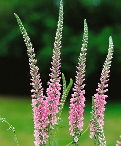 Veronica longifolia 'Pink Damask' ca. 9x9 cm Topf - Ehrenpreis, rosa Blüten, Blütezeit Juni-August, ideal für Rabatten, bienenfreundlich, pflegeleicht