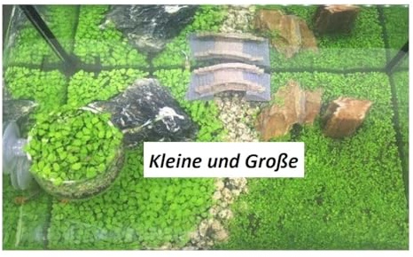 Stk - 60x Glossostigma elatinoides 2 Sorten Zungenblatt Aquarium Pflanzen - Samen A254 - Seeds & Plants Shop by Ipsa