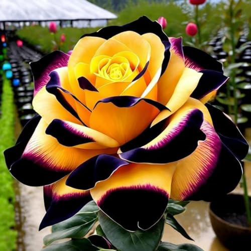 Eleganz Rosen-Rhizom, Überraschend wachsend, Winterhart Mehrjährig, Geeignet für Frühling und Herbst, Kein Gießen Erforderlich-1 Rhizom-G