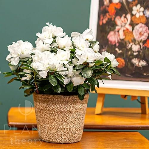 Plant Theory 25cm Azalea Flandresse White Indoor Flowering House Plant 12cm Pot
