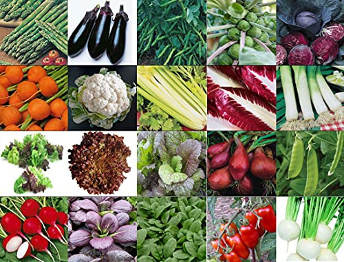 Viridis Hortus 20 x Multi Packet Assorted Vegetable Seeds - Tomato, Mustard Red Giant, Celery, Leek, Pea, Carrot, Chicory, Turnip etc