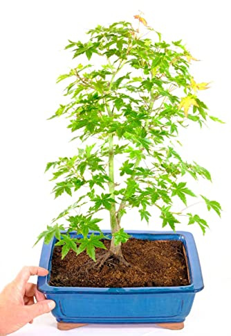 Bonsái para Coleccionistas Acer Palmatum o Arce Japonés