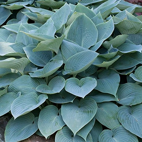 Hosta Halcyon Outdoor Hardy Flowering Herbaceous Perennial Garden Plants in Plant Pot (3 Litre Pot, 30-40cm)