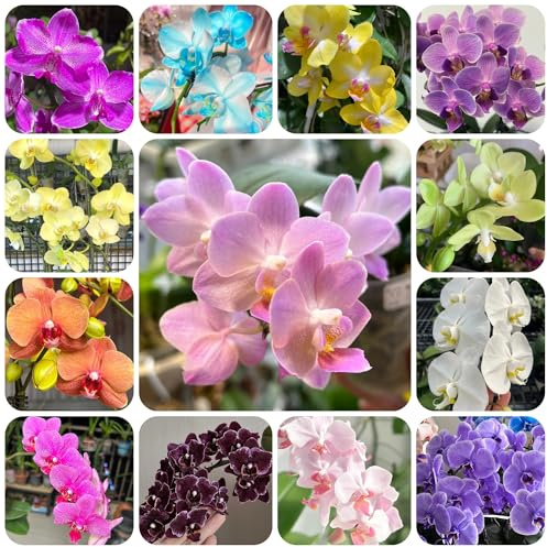 semi di phalaenopsis di perenni resistenti di orchidea phalaenopsis, giardino roccioso resistenti per il giardino, 550pcs