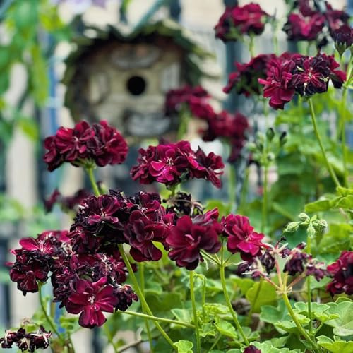 Geranien, für sonnige plätze zimmerpflanzen wildblumensamen bodendecker geschenke für gärtner alte sorten exotische bio steingartenpflanzen winterhart stauden winterhart 450Samen