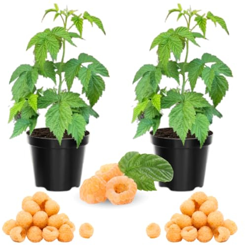 2 Raspberry Plants Live for Planting Outdoor, Raspberry Bushes Live Plant 5 to 10 Inches Height, Edible Berries Plants (Fall Gold Raspberry)