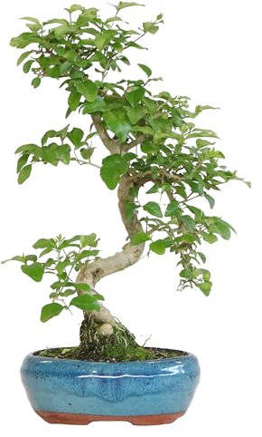 KENTIS - Bonsai di Ligustro a S - Ligustrum Sinensis - Bonsai Pianta Vera da Esterno Resistente - Vaso in Ceramica - H 30-40 cm Vaso Ø 15 cm a S