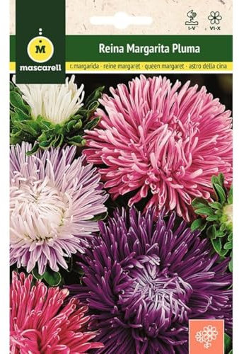 Mascarell Semillas, REINA MARGARITA PLUMA, Semillas Flores Exterior para Decoración, 2 Gramos