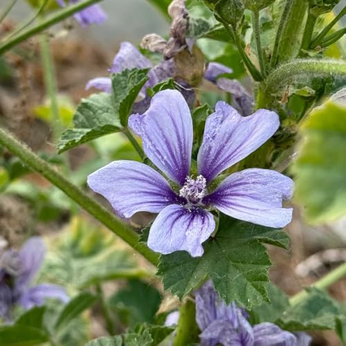malva de balcón, inusuales semillas de malva Decoración orgánica balcones pradera decorativas perenne Decoraciones otoñales un jardín resistente 500semillas