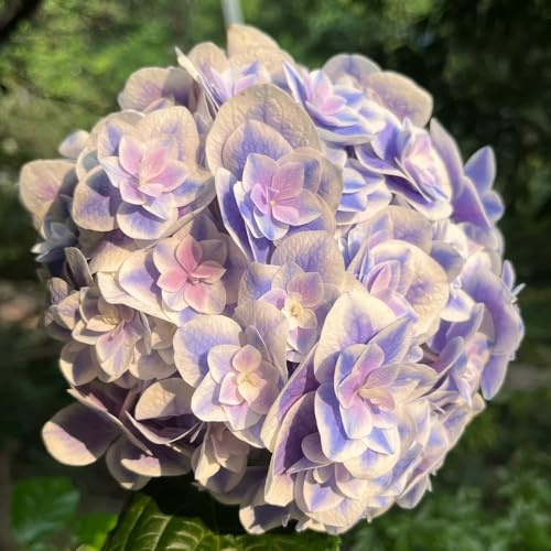 semi di ortensia - rampicanti esterno resistenti biologiche giardino varietà antiche interno raro giardino roccioso d'appartamento 45pcs