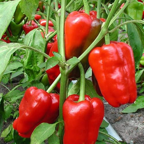 Sweet Pepper California Wonder Red 50 Seeds + Freebie + Plant tag