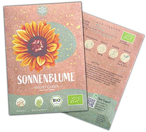 Bio Velvet Queen Sonnenblumen Samen, 20 Blumensamen mit hoher Keimquote, Sonnenblumensamen für deinen Garten, Balkon, Beet oder als Gastgeschenk. Samenfestes Blumen Saatgut.