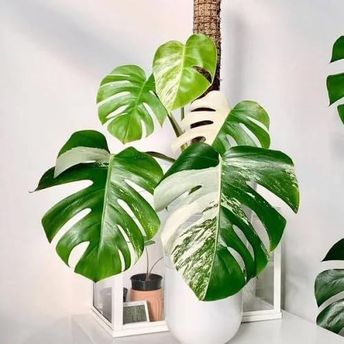 Fresh 70pcs Green White Monstera Plant Seeds