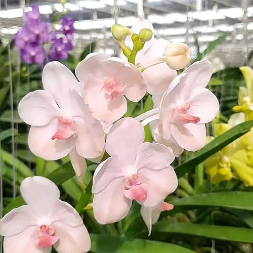 Orchidea Vanda selvaggi balcone giardino balcone di trepadora resistenti trepadora selvaggi semi 10pcs