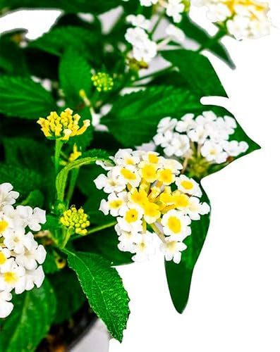 Lantana Camara Una Planta Natural de Fácil Mantenimiento que Dará un Toque Especial a Tu Hogar