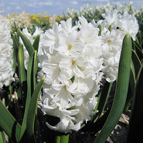 Blue Magic Design 10 prepared fragrant garden bedding White Pearl Hyacinth corm perennial plants-16/17cm flower bulb - Summer Autumn gardening