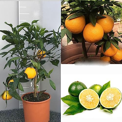 SAVINI VIVAI Pianta di Clementino Albero di Agrumi Mapo in Vaso da 20 cm Altezza 70 cm 2-3 Anni di innesto Made Italy