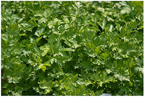 PREMIER SEEDS DIRECT - Parsley Italian Giant Flat - 1600 Finest Seeds (Organic)