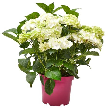 Verdecora Hortensia Planta Natural en maceta de 5L | Planta de Interior o Exterior con Floración Abundante | Ideal para Jardines y Terrazas | Colores Vivos y Decorativos