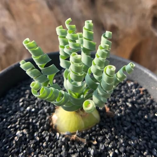 Semi di Albuca spiralis - da balcone resistenti Albuca namaquensis - semi di antiche varietà semi le da giardino roccioso sono resistenti Le sempreverdi 60pcs