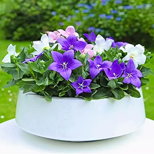 Welldales 50 Pastel Balloon Grandiflora Seeds Star Shaped Platycodon Mixed Bell Flowers, Blue,White,Pink