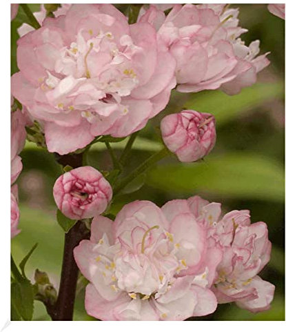 BALDUR Garten Mandelbaum, 1 Pflanze, Prunus triloba, Zierstrauch, winterhart, blühend - gefüllte, rosa Blüten, Prunus triloba, mehrjährig, Rosengewächs