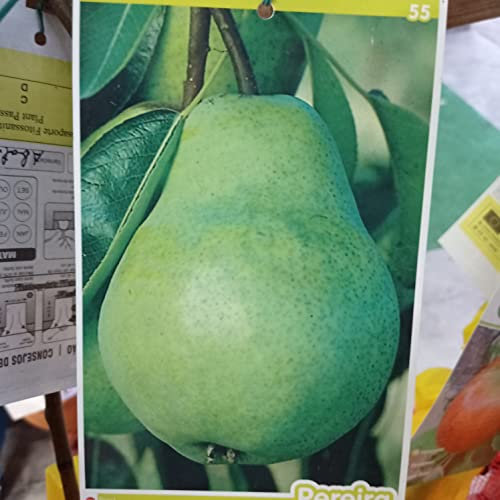 Green Pear Tree, 2 Years Tree, Laminated Brace, 1.5 cm Height