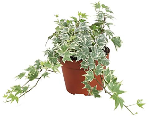 DECOALIVE Hiedra Variegata Planta Que Filtra el Aire Planta de Interior Natural