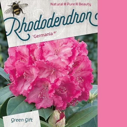 Rhododendron 'Germania' 40-50 cm pot | Floraison rouge pourpre spectaculaire, parfait pour massif & mi-ombre