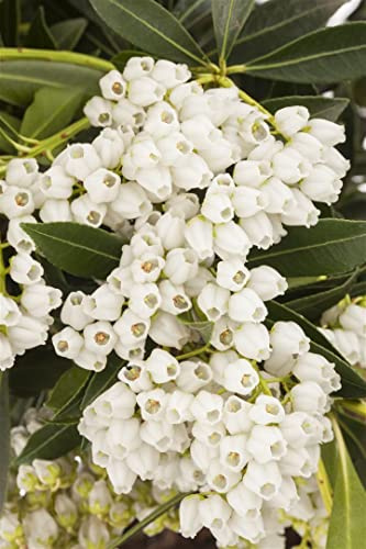 Lavendelheide Pieris japonica Debutante 30-40 cm winterhart immergrün