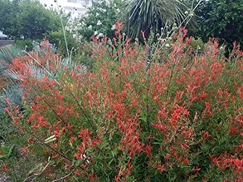 Anisacanthus quadrifidus VAR. wrightii, 10 Semi:Seeds