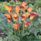Calas bulbos,bulbos calas gigantes,calas Plantas naturales De colores,Lirio de cala,Planta de calas,Cala lirio de agua,zantedeschia aethiopica,bulbos de calas de colores,perennes.-6bulbos-E