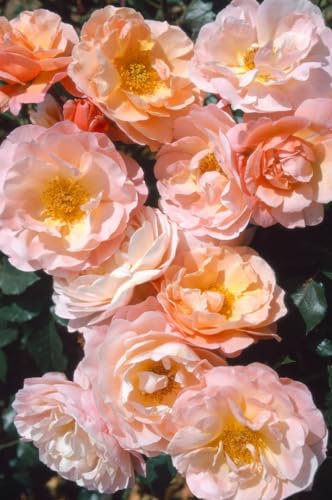 Rosa 'Marie Curie' – Winterhart & Mehrjährig – Edelrose – Beet- & Kübelpflanze für Garten & Terrasse